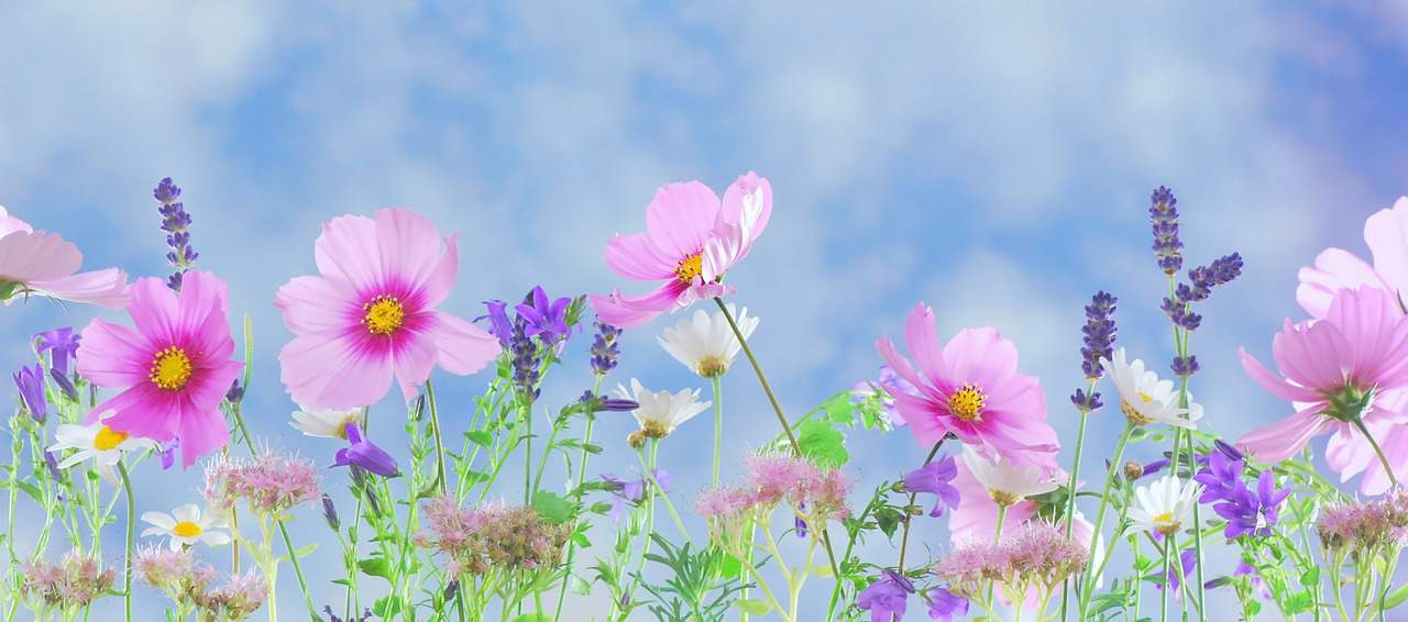 wild flowers, flowers, plant