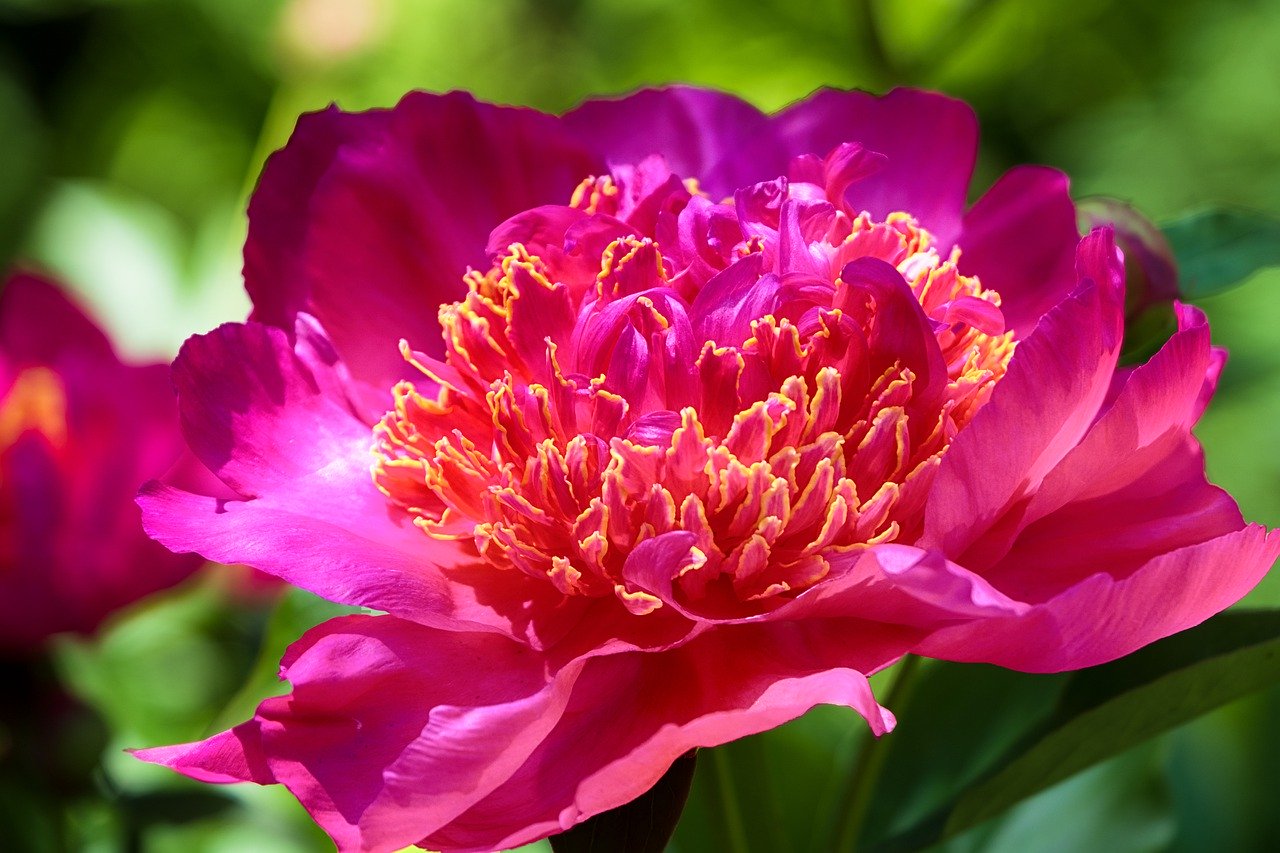 peony, pink peony, pink flower