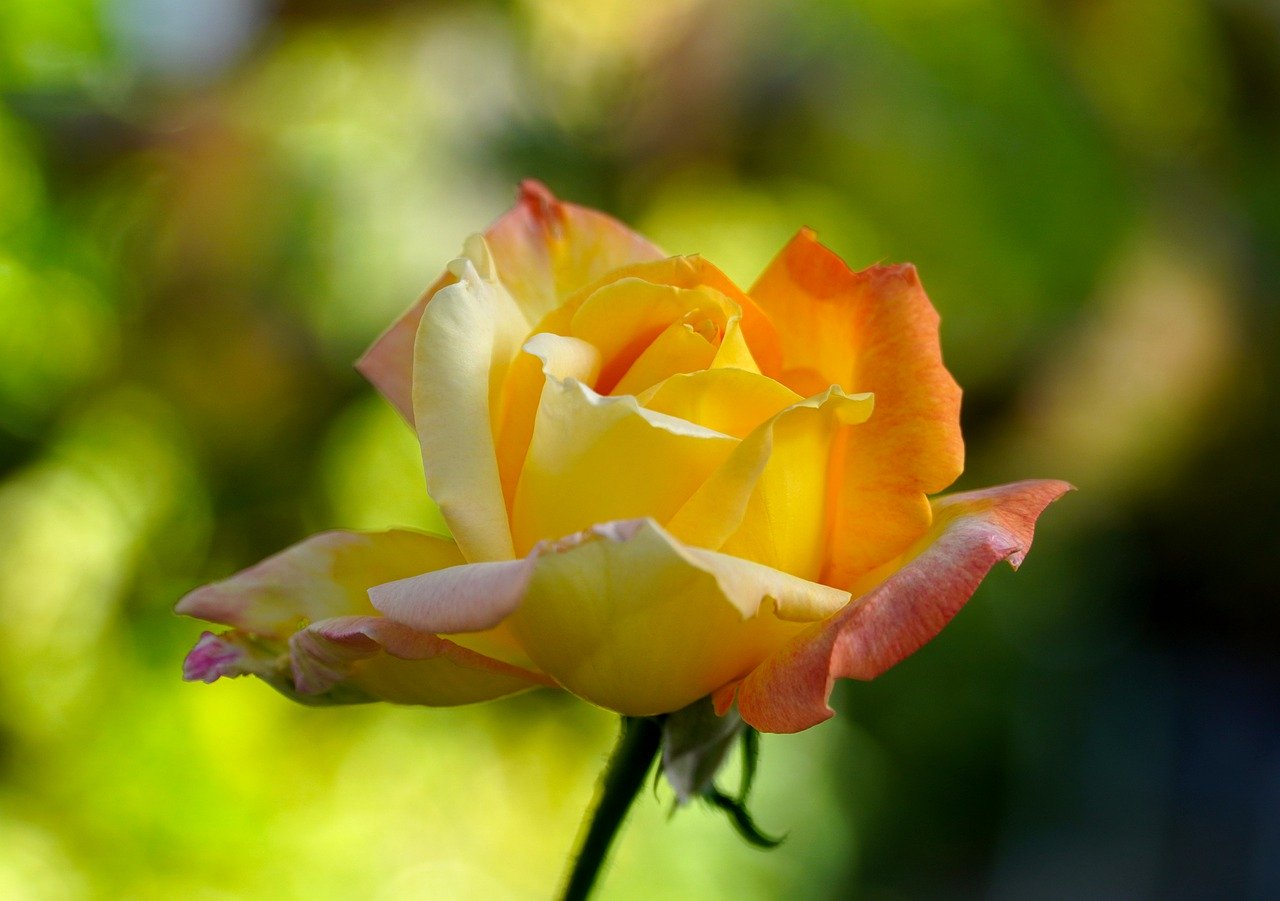 rose, yellow rose, blossom